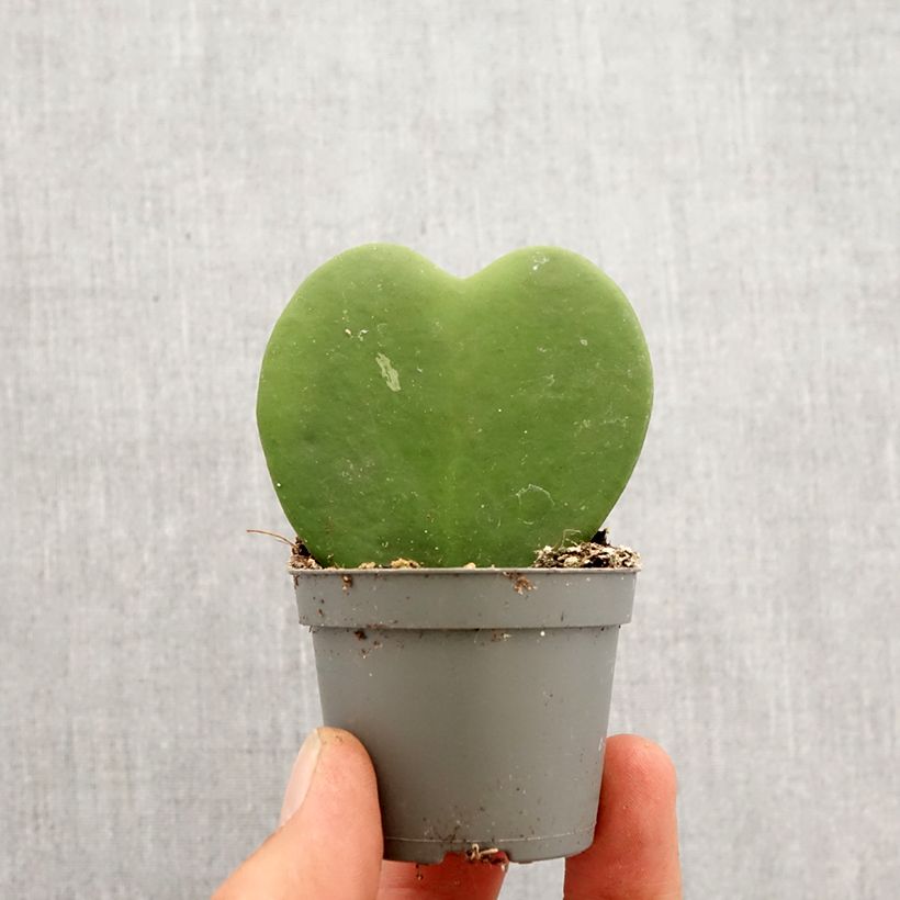 Example of Hoya kerrii - Plante-coeur Mini-plante as you get in printemps