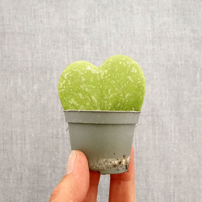 Spécimen de Hoya kerrii Splash - Plante-coeur Mini-plante tel que livré au printemps