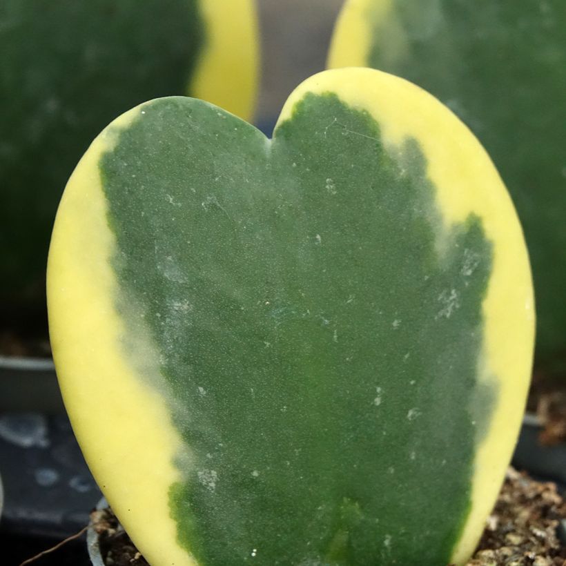 Hoya kerrii Variegata - Plante-coeur panachée (Feuillage)