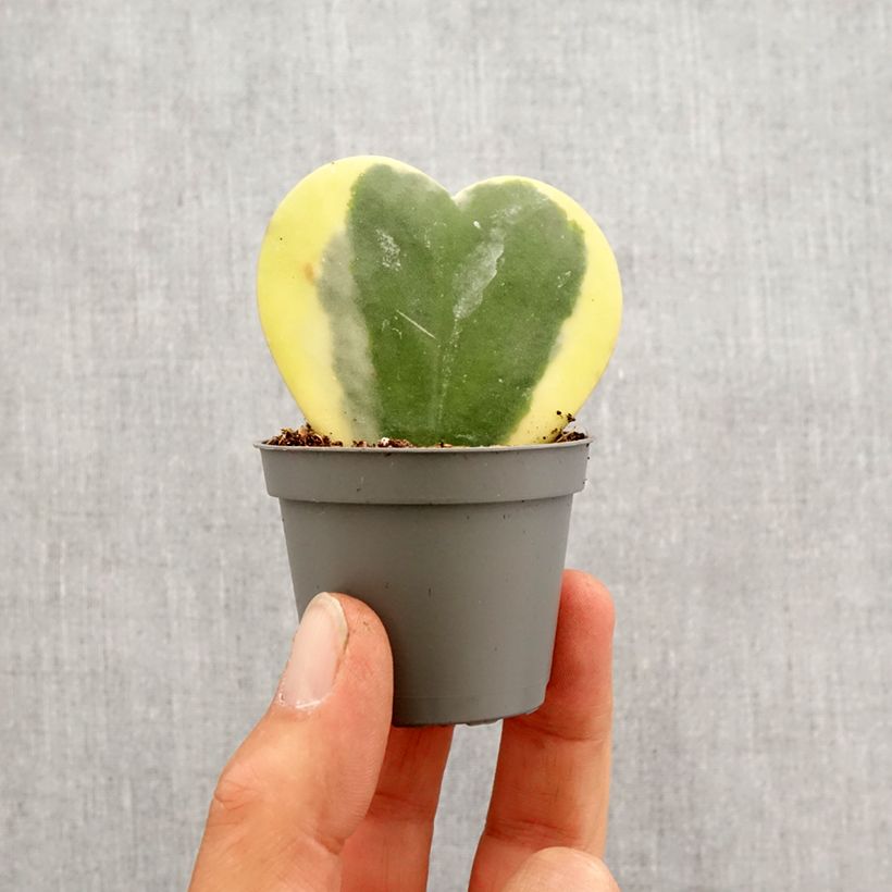 Example of Hoya kerrii Variegata - Plante-coeur panachée Mini-plante as you get in printemps