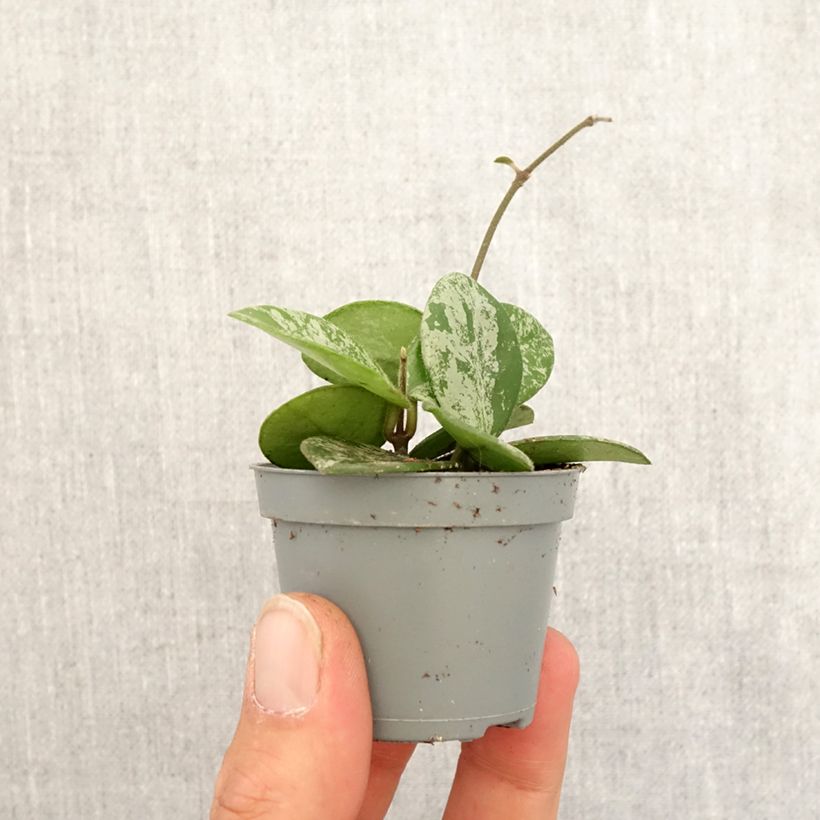Spécimen de Hoya Mathilde Splash - Fleur de porcelaine Mini-plante tel que livré au printemps