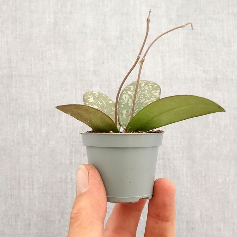 Example of Hoya sigillatis - Fleur de porcelaine Mini-plante as you get in printemps