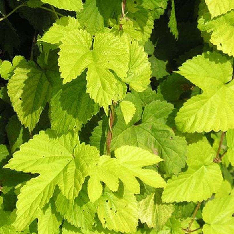 Houblon doré - Humulus lupulus Aureus (Foliage)