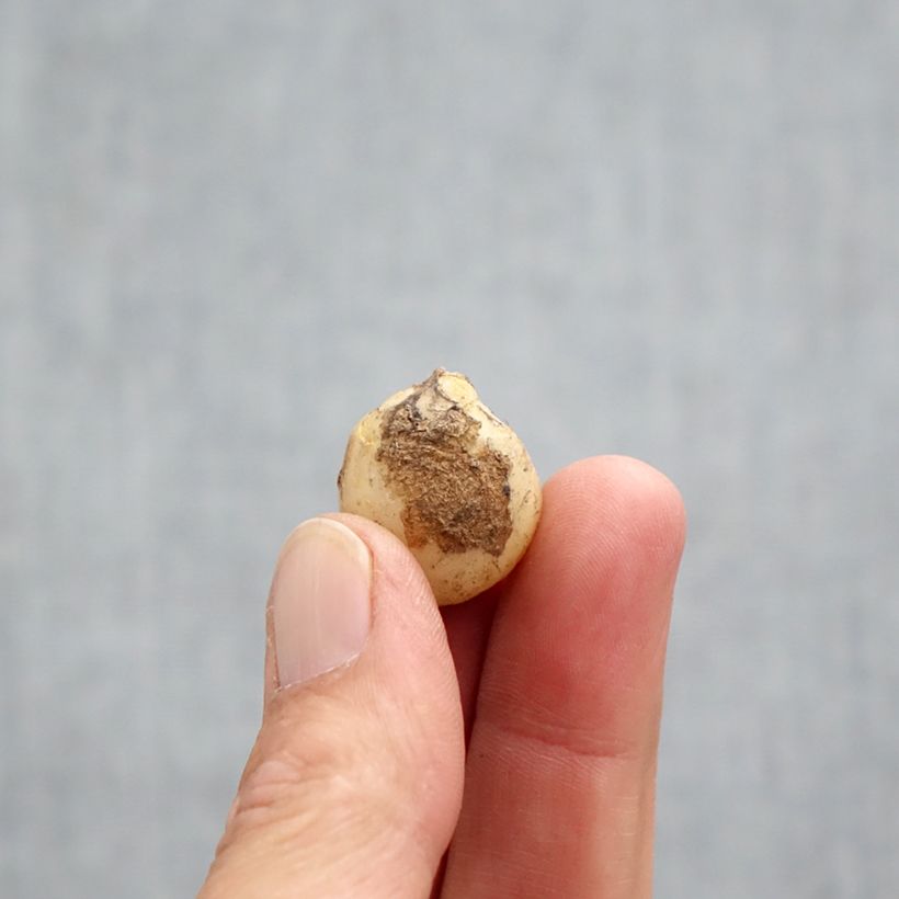 Spécimen de Hyacinthoides non-scripta Rosea - Jacinthe des bois rose Bulbe calibre 7+ tel que livré en automne