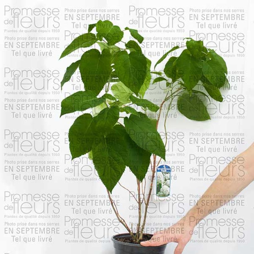 Exemple de spécimen de Hortensia arborescens Bella Anna Pot de 4L/5L, Buisson, 3 /5 branches tel que livré