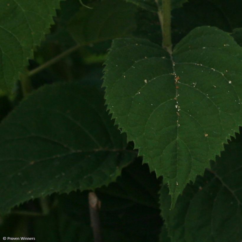 Hortensia arborescens BellaRagazza Blanchetta (Feuillage)