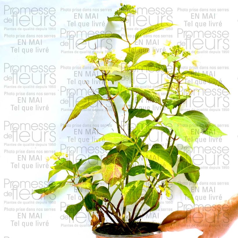 Exemple de spécimen de Hortensia - Hydrangea macrophylla Dolce Kiss Pot de 2L/3L, Buisson, 5/6 branches tel que livré