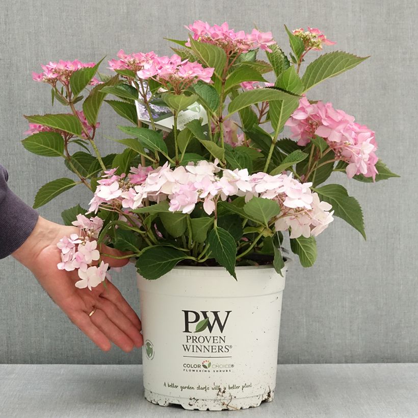 Spécimen de Hydrangea Frozen Smoothie - Hortensia serrata Pot de 4L/5L tel que livré en été