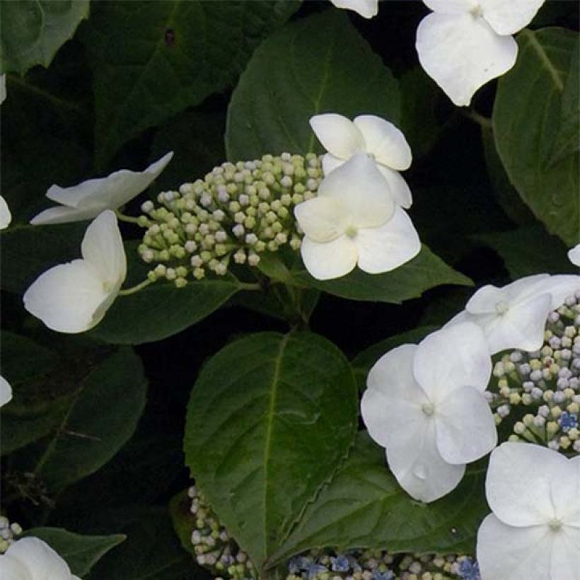 Hortensia - Hydrangea macrophylla Great Star Blanc Bleu (Feuillage)
