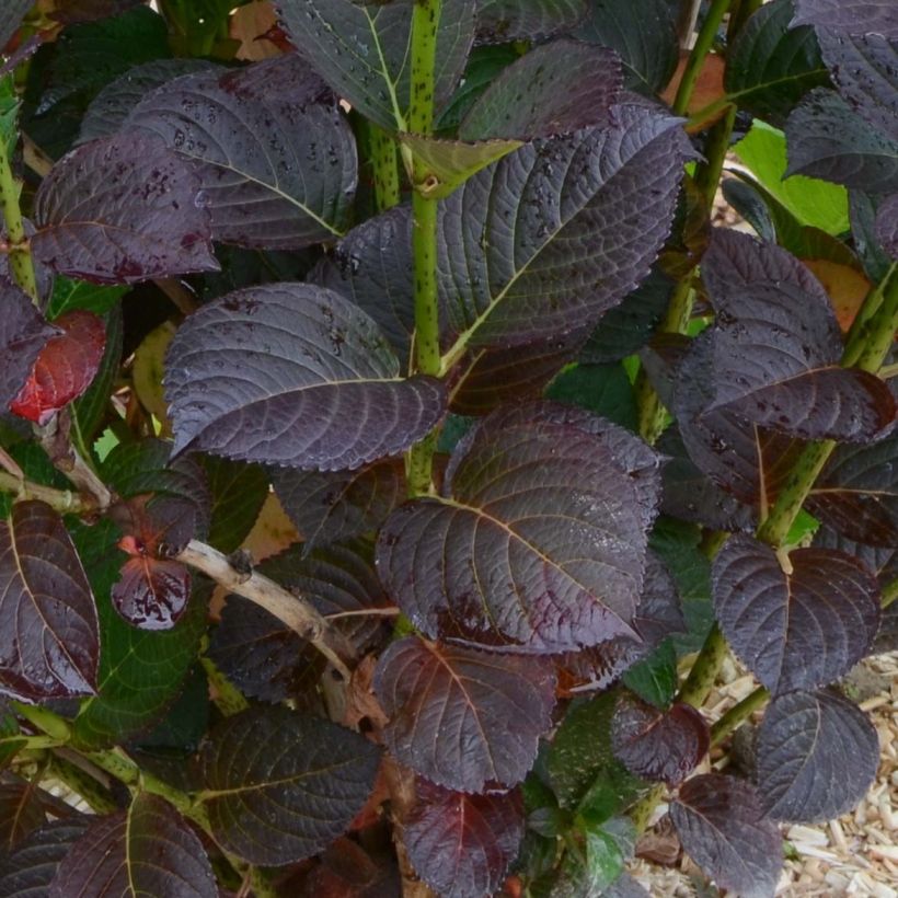 Hortensia - Hydrangea macrophylla Julisa  (Foliage)