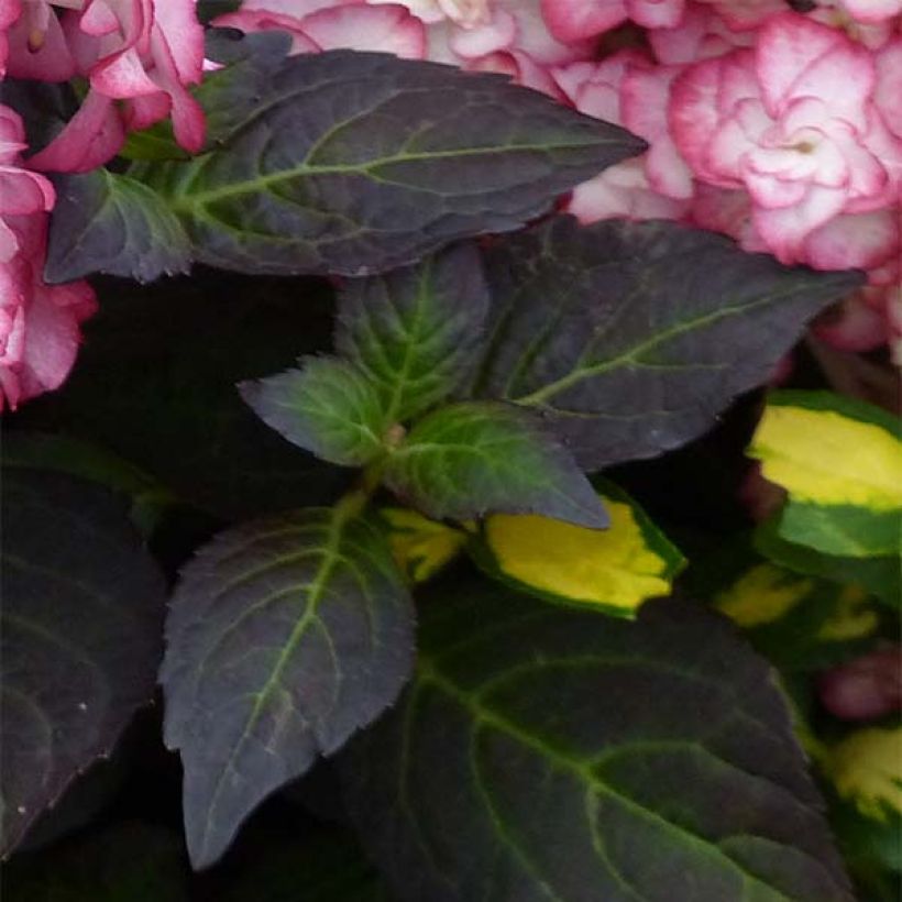 Hortensia - Hydrangea macrophylla Miss Saori (Feuillage)
