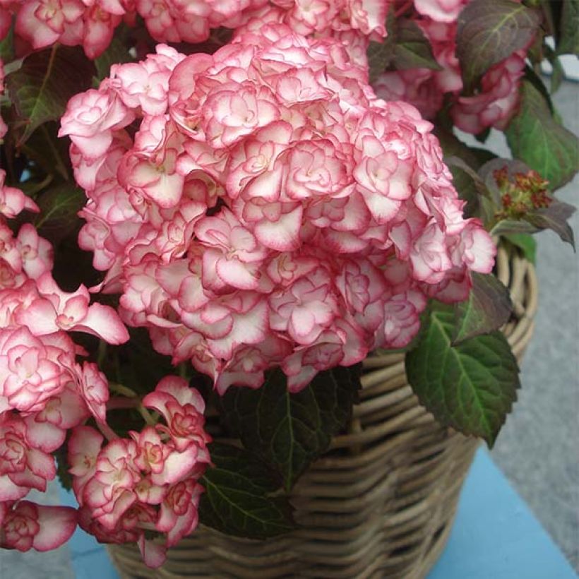 Hortensia - Hydrangea macrophylla Miss Saori (Port)