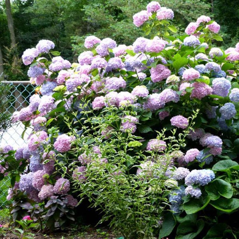 Hortensia - Hydrangea macrophylla Nikko Blue (Port)
