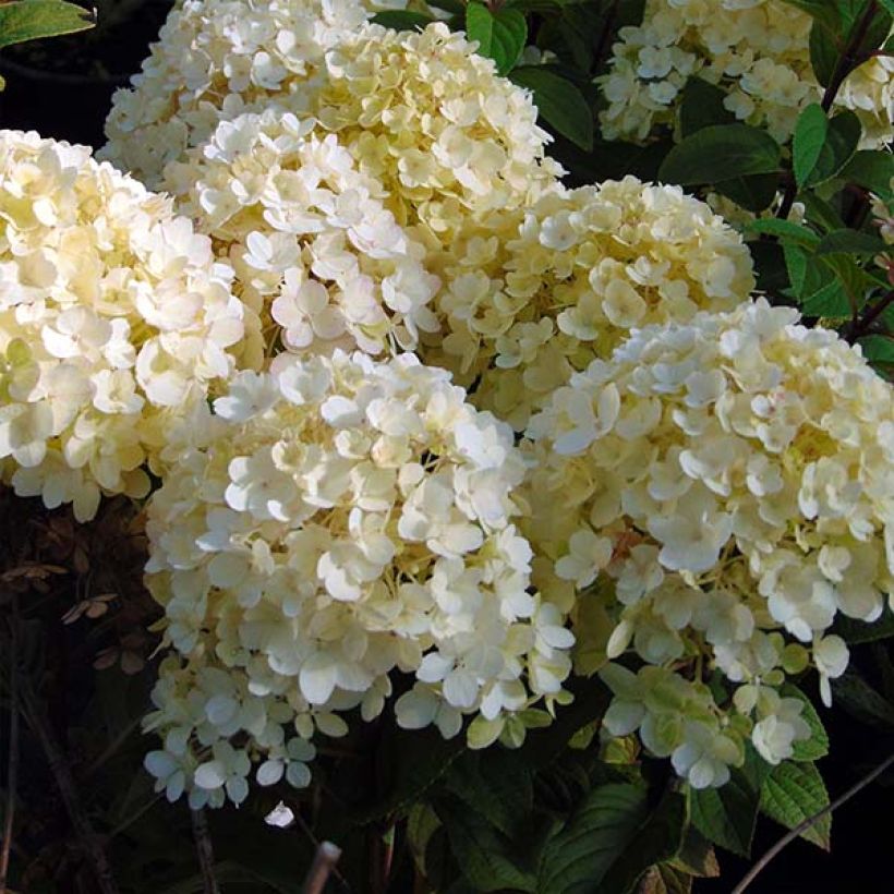 Hydrangea paniculata Bobo - Hortensia paniculé nain (Flowering)