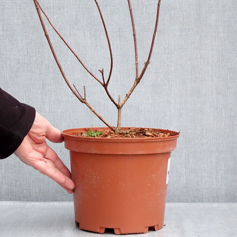 Spécimen de Hydrangea paniculata Candlelight - Hortensia paniculé Pot de 3L/4L tel que livré en hiver