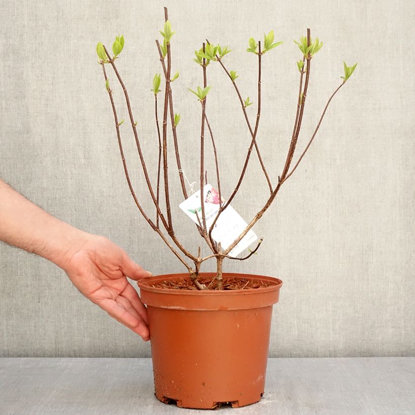 Spécimen de Hydrangea paniculata Candlelight - Hortensia paniculé Pot de 3L/4L tel que livré au printemps