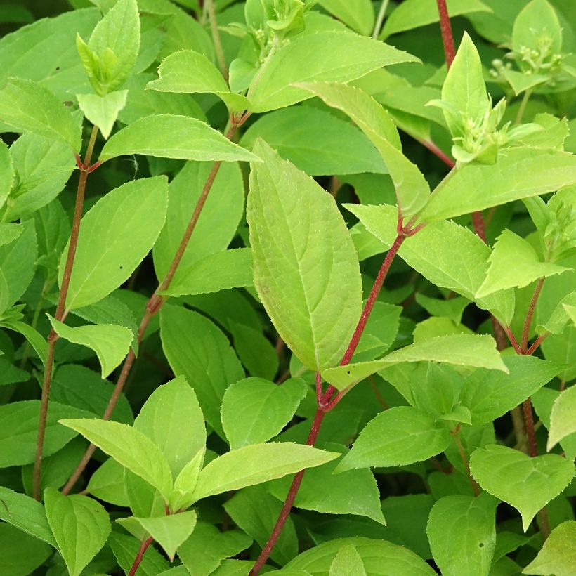 Hydrangea paniculata Confetti - Hortensia paniculé (Feuillage)