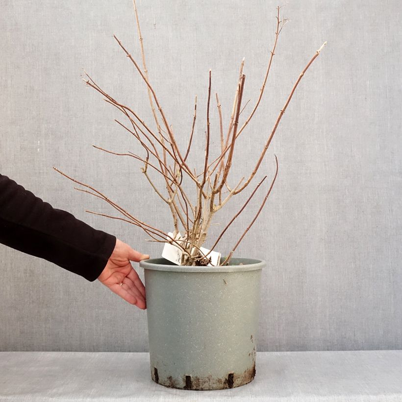 Spécimen de Hydrangea paniculata Diamantino - Hortensia paniculé Pot de 12L/15L tel que livré en hiver