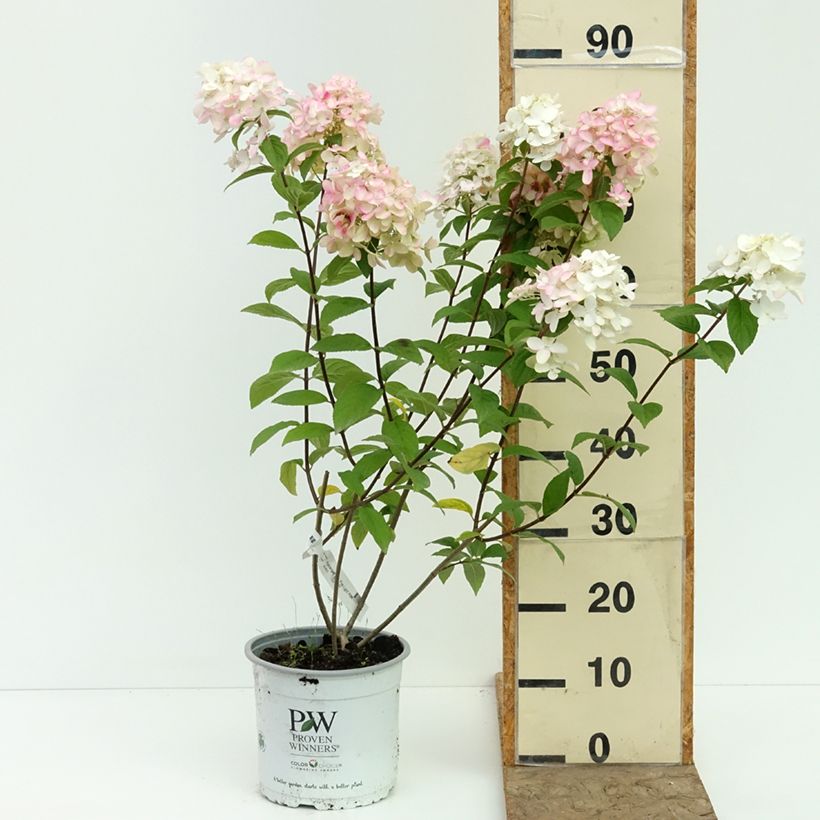 Spécimen de Hydrangea paniculata Fire Light - Hortensia paniculé Pot de 4L/5L tel que livré en été