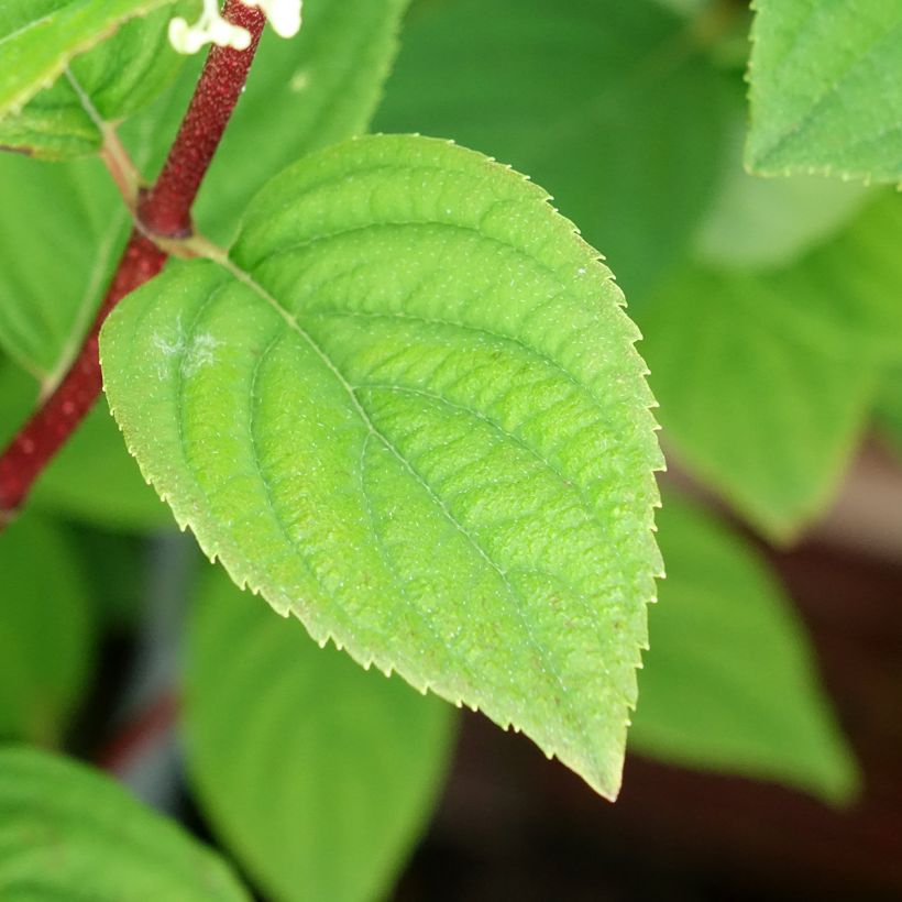 Hydrangea paniculata Fire Light - Hortensia paniculé (Feuillage)