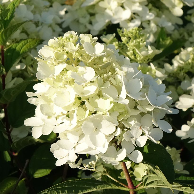 Hydrangea paniculata Fire Light - Hortensia paniculé (Floraison)