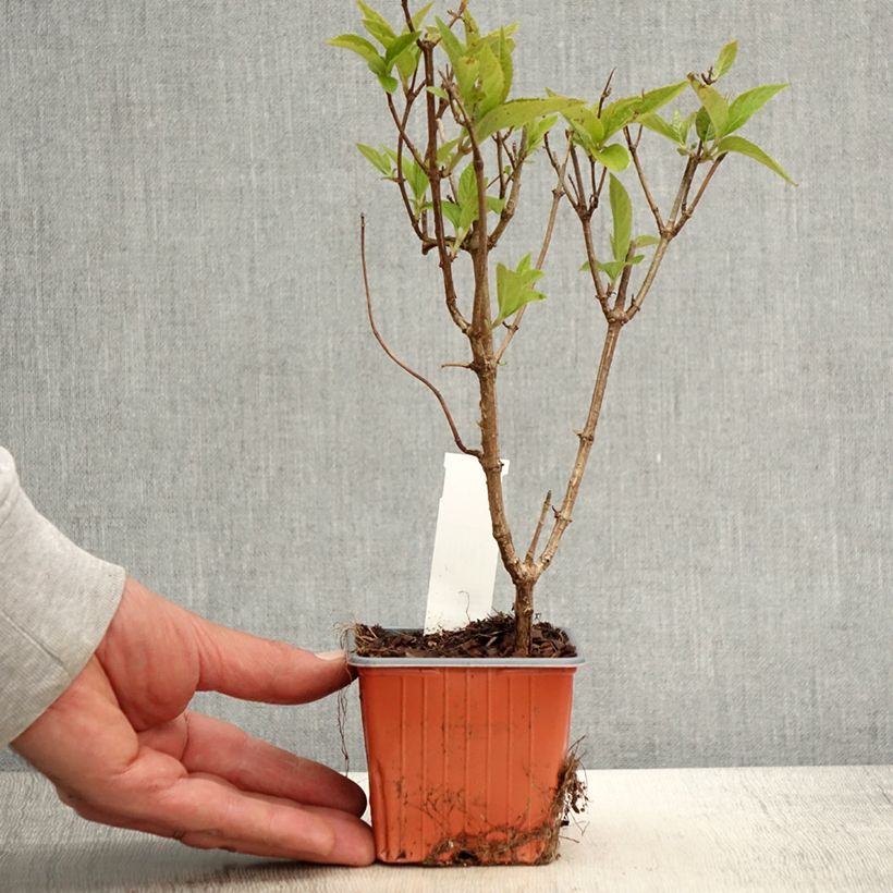 Example of Hydrangea paniculata Graffiti - Hortensia paniculé Godet de 8/9 cm as you get in printemps