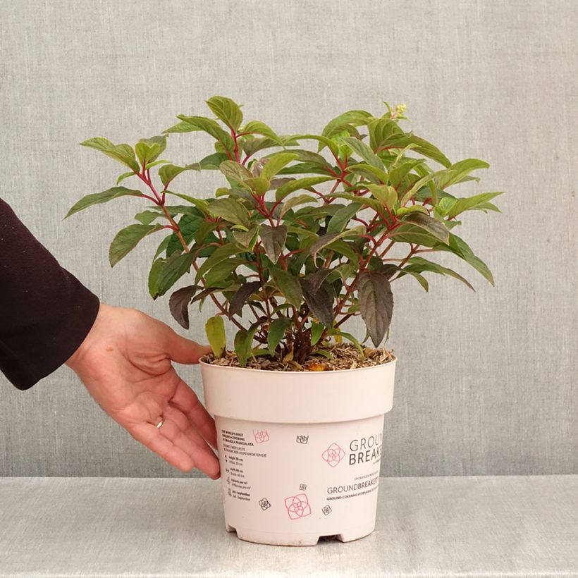 Spécimen de Hydrangea paniculata Groundbreaker Blush - Hortensia paniculé nain Pot de 3L/4L tel que livré en automne