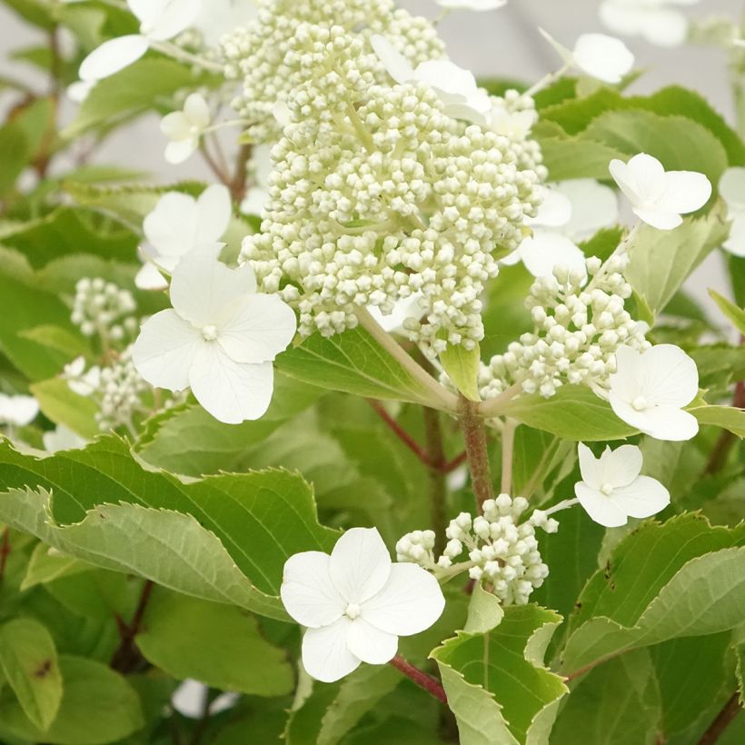 Hydrangea paniculata Levana - Hortensia paniculé (Floraison)