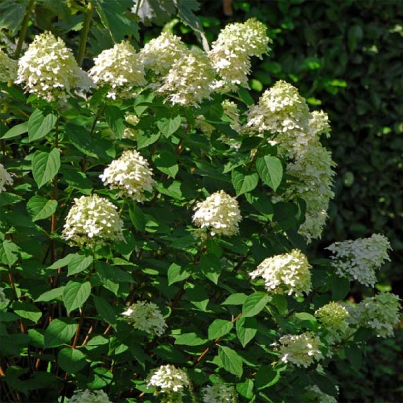 Hydrangea paniculata Limelight - Hortensia paniculé (Plant habit)