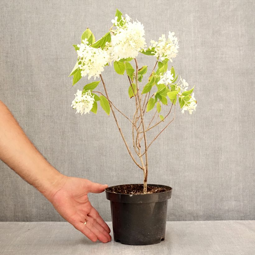 Spécimen de Hydrangea paniculata Limelight - Hortensia paniculé Pot de 3L/4L tel que livré en été
