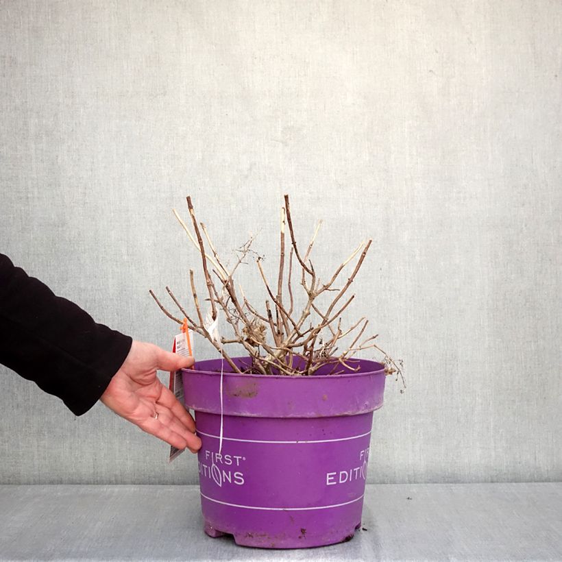 Spécimen de Hydrangea paniculata Little Hottie- Hortensia paniculé Pot de 7,5L/10L tel que livré en hiver