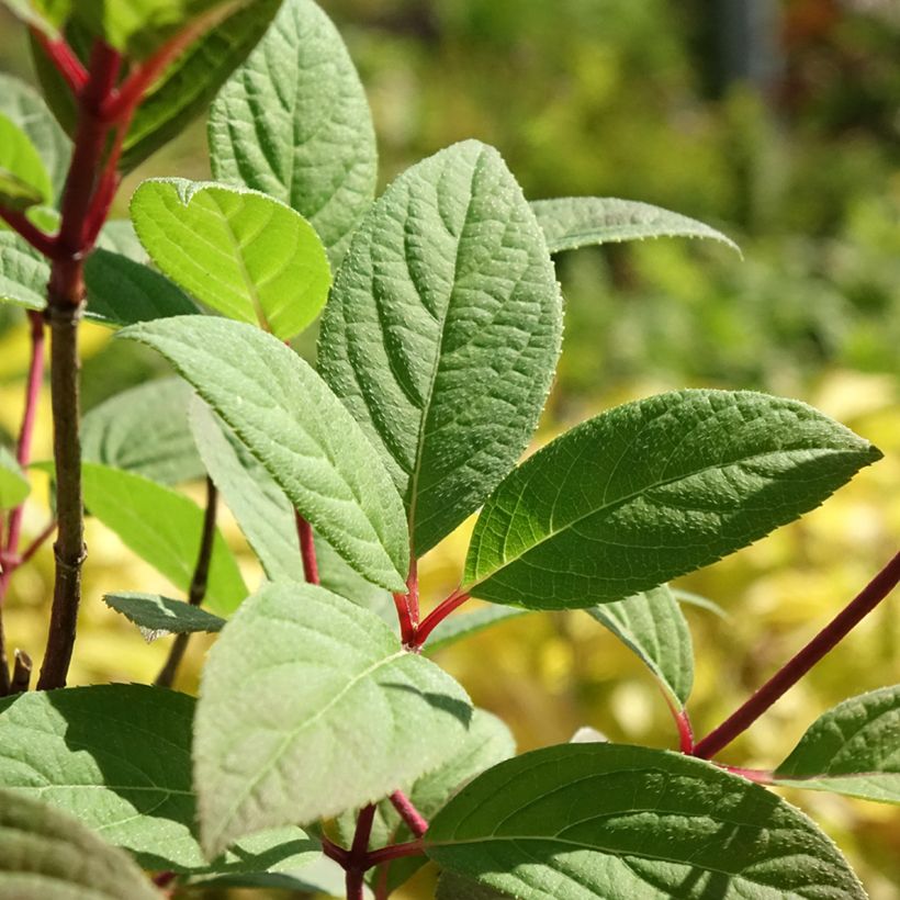 Hydrangea paniculata Magical Fire - Hortensia paniculé (Feuillage)