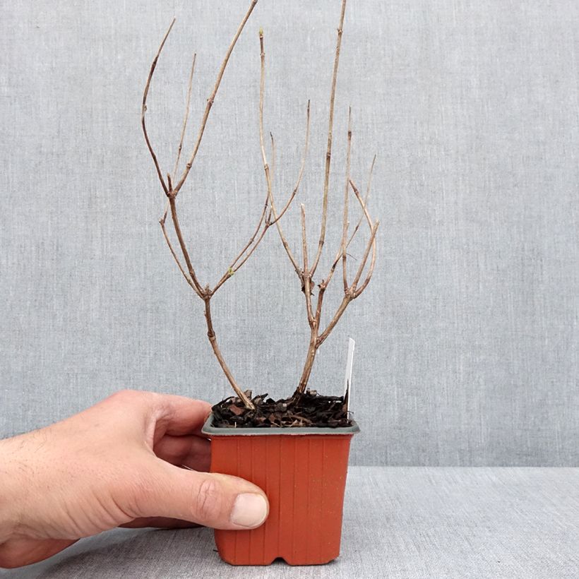 Spécimen de Hydrangea paniculata Magical Fire - Hortensia paniculé Godet de 8/9 cm tel que livré au printemps