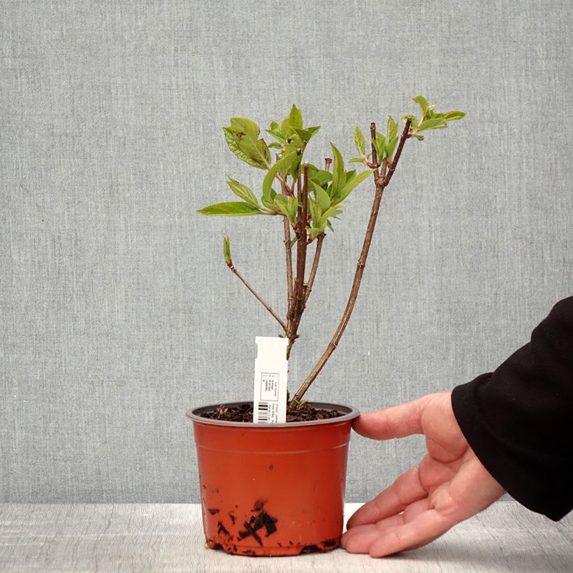 Spécimen de Hydrangea paniculata Pinky Winky - Hortensia paniculé Godet de 8/9 cm tel que livré au printemps