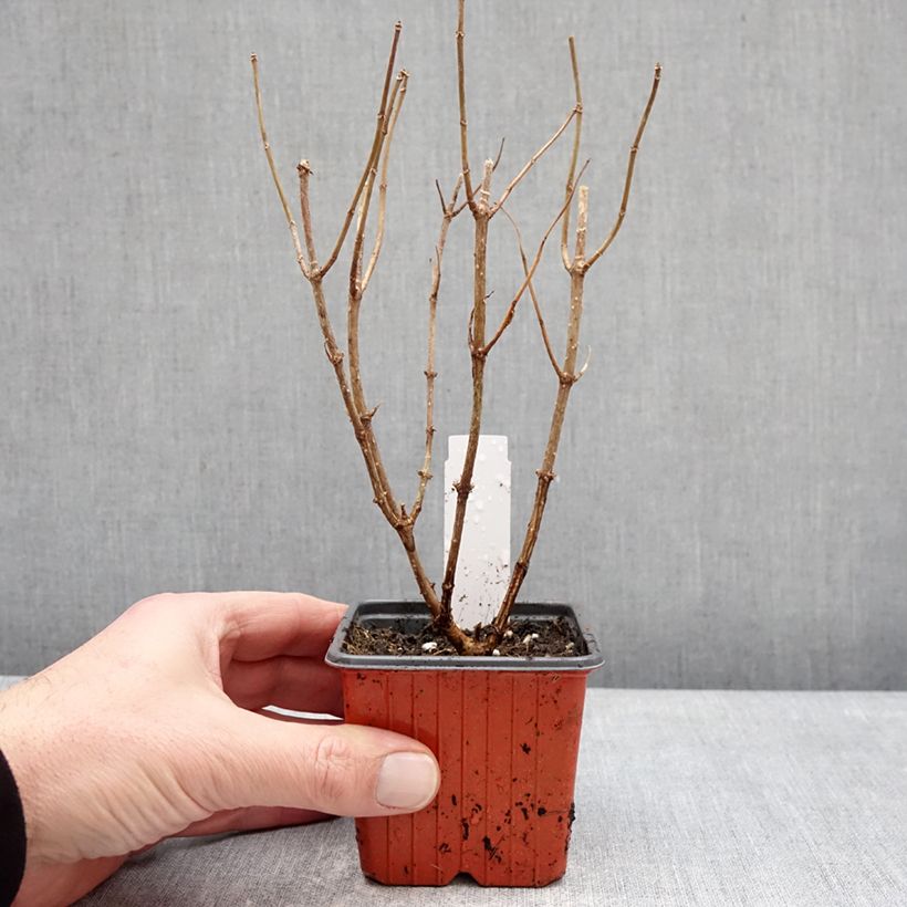 Spécimen de Hydrangea paniculata Pixio - Hortensia paniculé nain Pot de 12 cm / 13 cm tel que livré en hiver