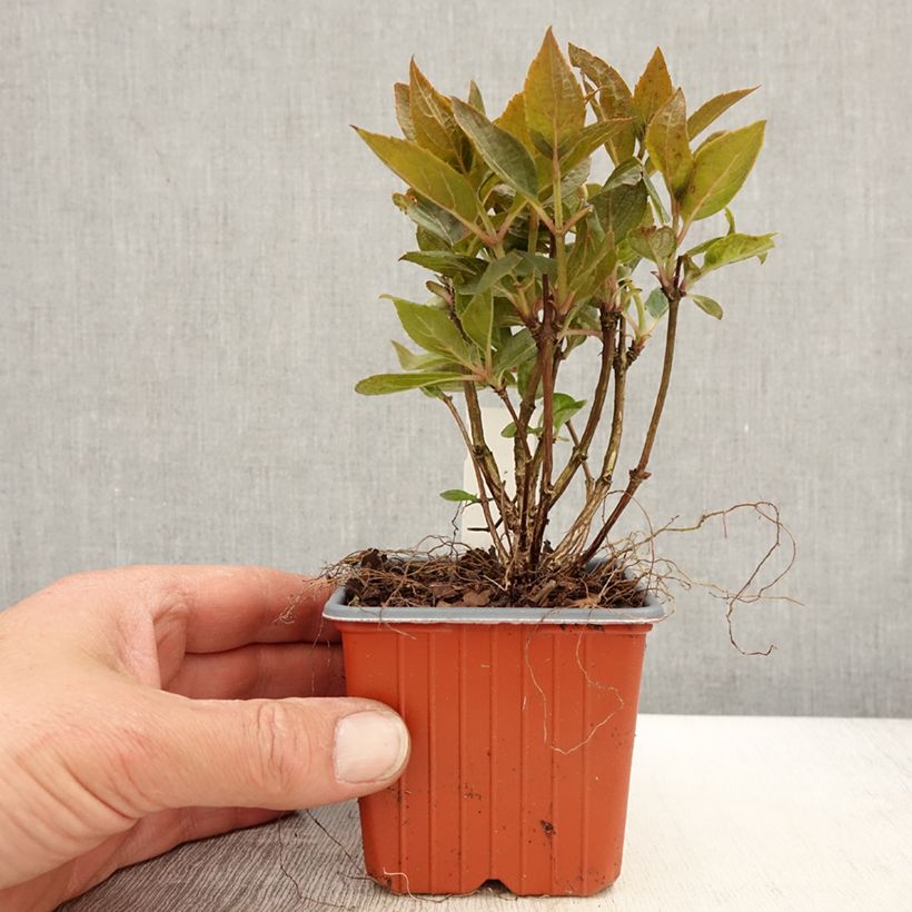 Example of Hydrangea paniculata Polestar - Hortensia paniculé Godet de 8/9 cm as you get in printemps