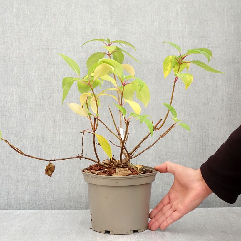 Spécimen de Hydrangea paniculata Prim White - Hortensia paniculé Pot de 2L/3L tel que livré en automne
