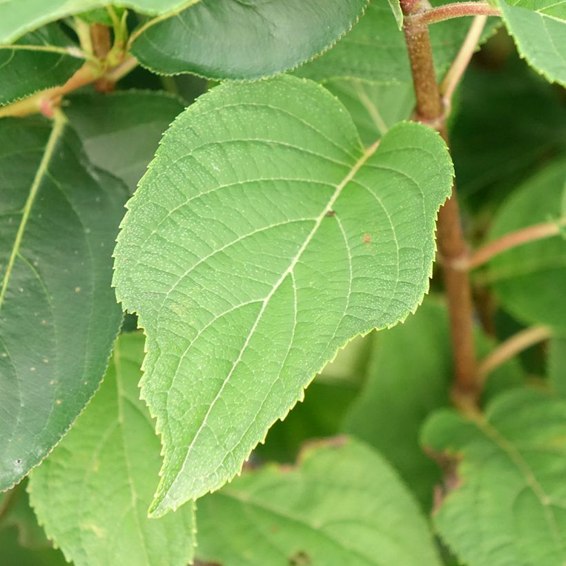 Hydrangea paniculata Silver Dollar - Hortensia paniculé (Feuillage)