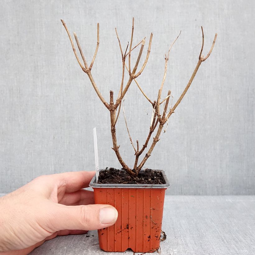 Spécimen de Hydrangea paniculata Skyfall - Hortensia paniculé Godet de 8/9 cm tel que livré en hiver