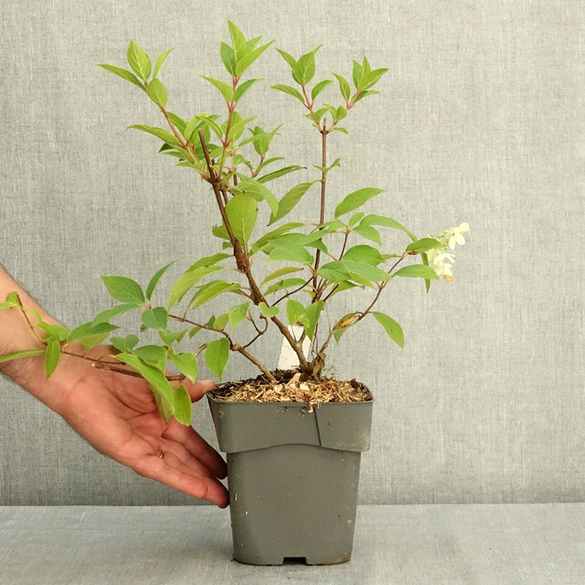Spécimen de Hydrangea paniculata Skyfall - Hortensia paniculé Pot de 2L/3L tel que livré en été