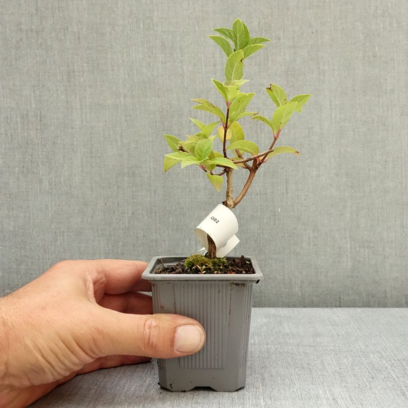 Spécimen de Hydrangea paniculata Sundae Fraise - Hortensia paniculé rose Godet de 8/9 cm tel que livré en été
