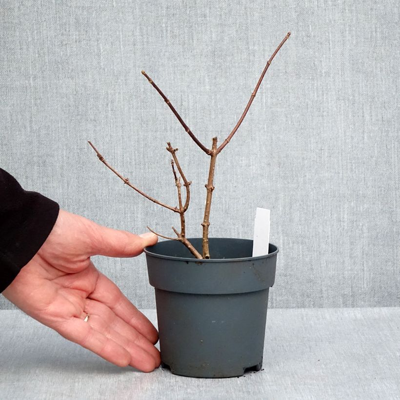 Spécimen de Hydrangea paniculata Sundae Fraise - Hortensia paniculé rose Godet de 8/9 cm tel que livré au printemps