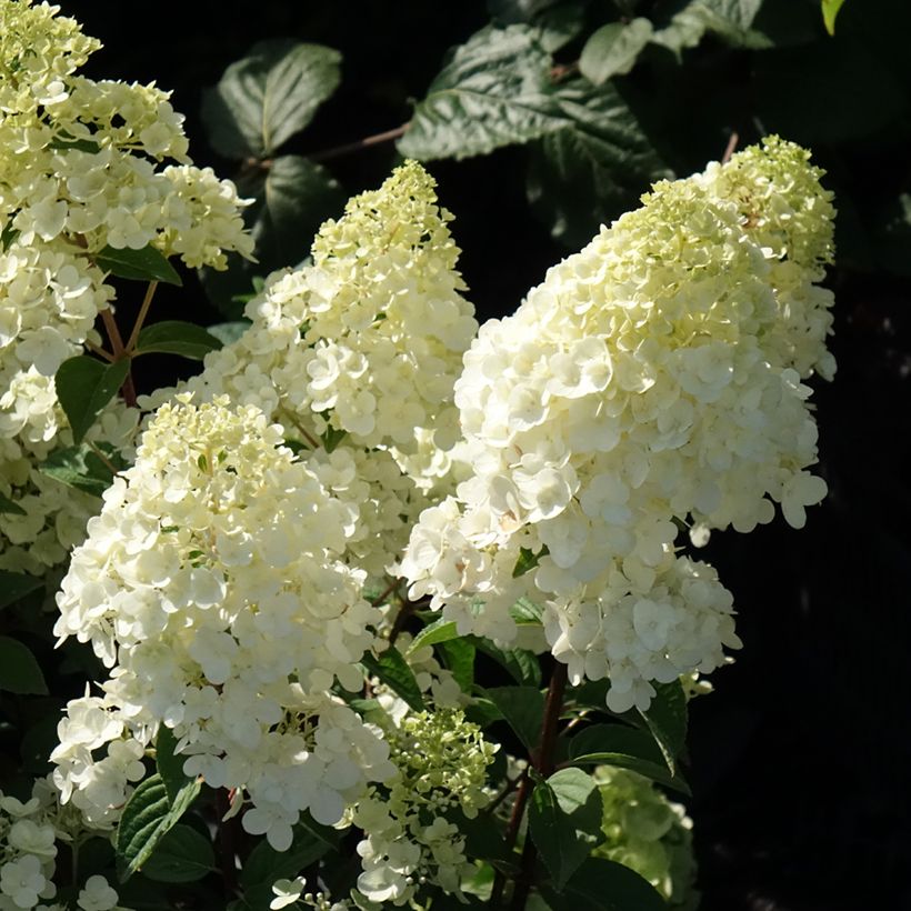 Hydrangea paniculata Sundae Fraise - Hortensia paniculé rose (Floraison)