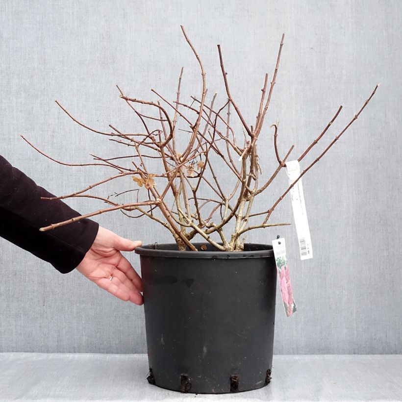 Spécimen de Hydrangea paniculata Sundae Fraise - Hortensia paniculé rose Pot de 7,5L/10L tel que livré en hiver