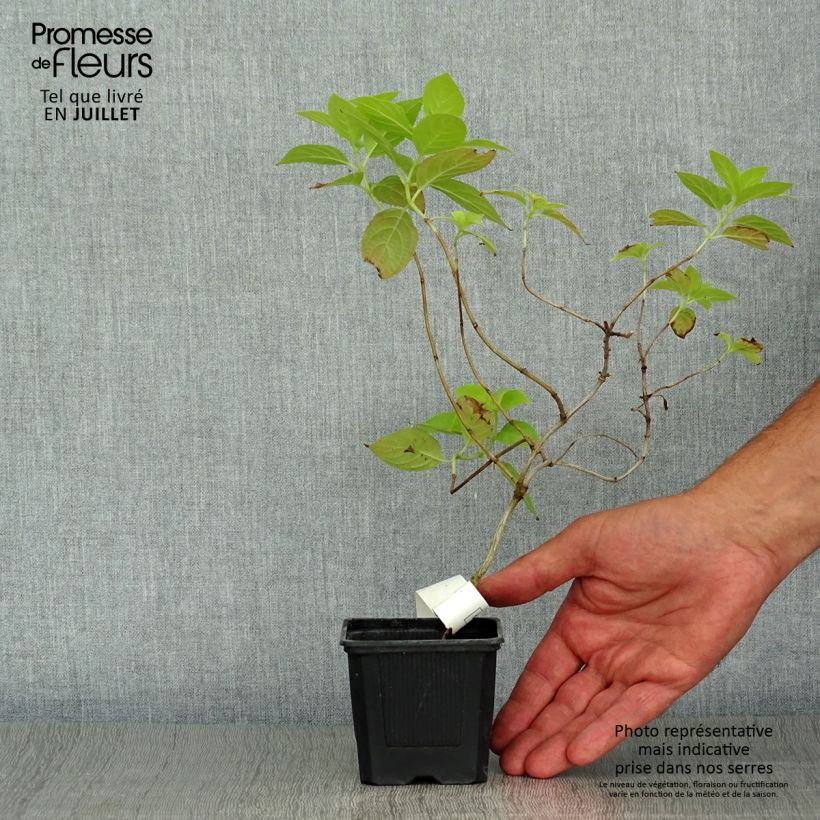 Spécimen de Hydrangea paniculata Sunlight - Hortensia paniculé Godet de 8/9 cm tel que livré en été