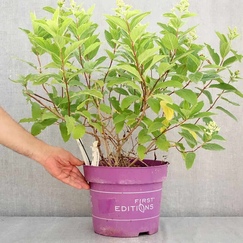 Spécimen de Hydrangea paniculata Tickled Pink - Hortensia paniculé Pot de 7,5L/10L tel que livré en été
