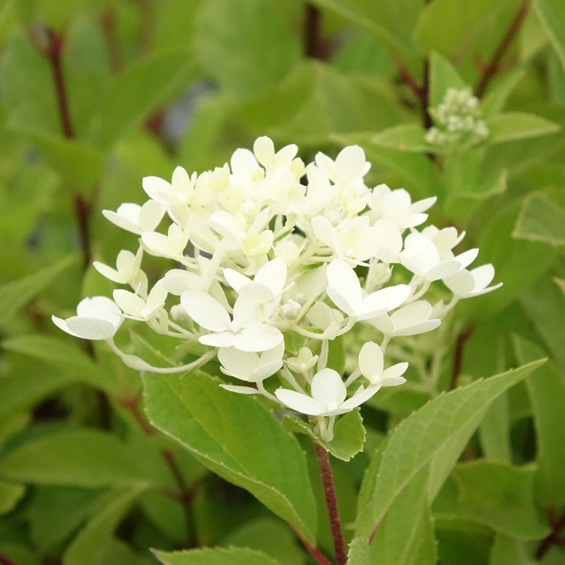 Hydrangea paniculata Unique - Hortensia paniculé (Floraison)