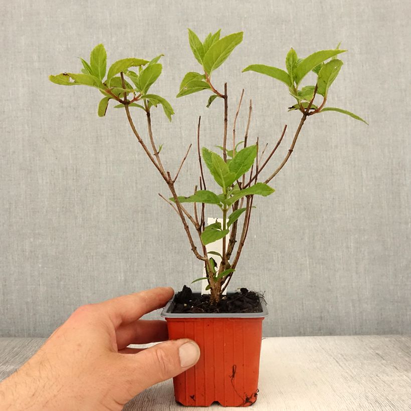 Spécimen de Hydrangea paniculata Unique - Hortensia paniculé Godet de 8/9 cm tel que livré au printemps