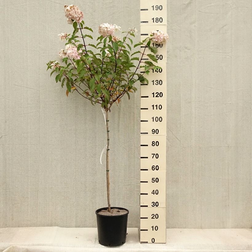 Spécimen de Hydrangea paniculata Vanille Fraise - Hortensia paniculé Pot de 6L/7L, Tige, Tige de 70 cm tel que livré en automne