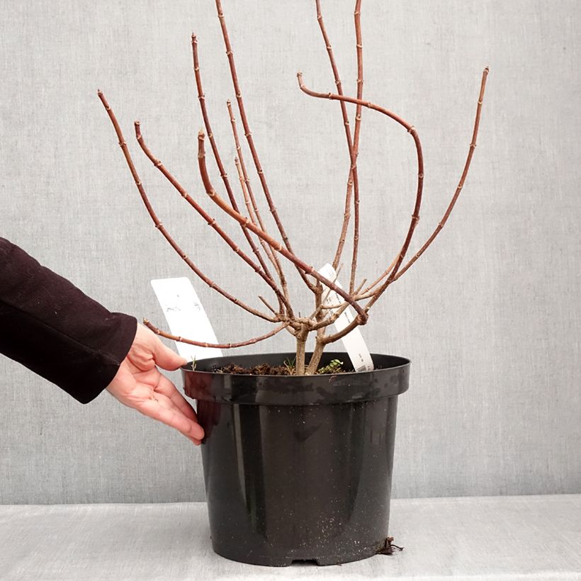 Spécimen de Hydrangea paniculata Wim's Red - Hortensia paniculé Pot de 7,5L/10L tel que livré en hiver